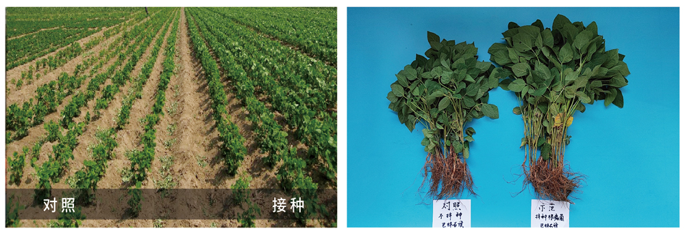 領(lǐng)先生物推進(jìn)根瘤菌劑應用助力大豆產(chǎn)能提升
