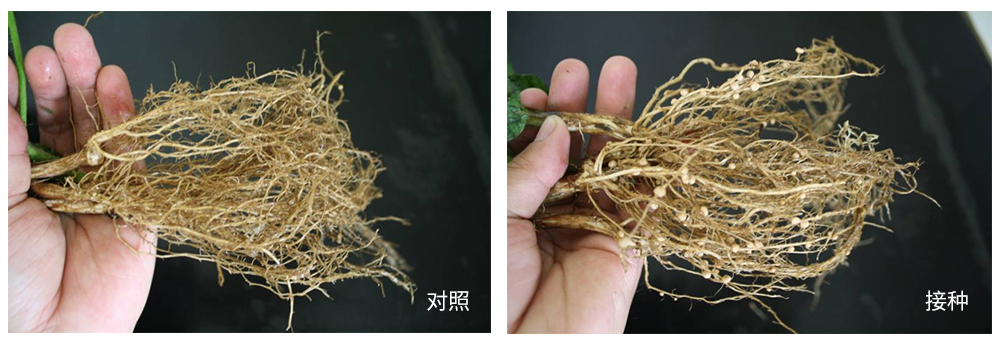 領(lǐng)先生物推進(jìn)根瘤菌劑應用助力大豆產(chǎn)能提升