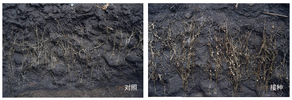 領(lǐng)先生物推進(jìn)根瘤菌劑應用助力大豆產(chǎn)能提升