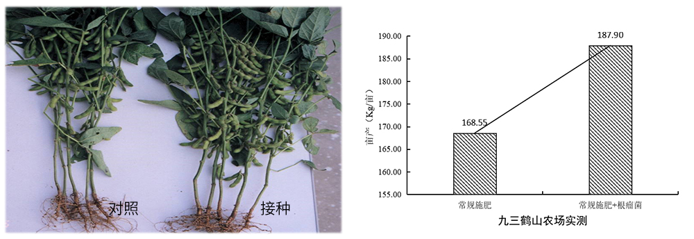 領(lǐng)先生物推進(jìn)根瘤菌劑應用助力大豆產(chǎn)能提升