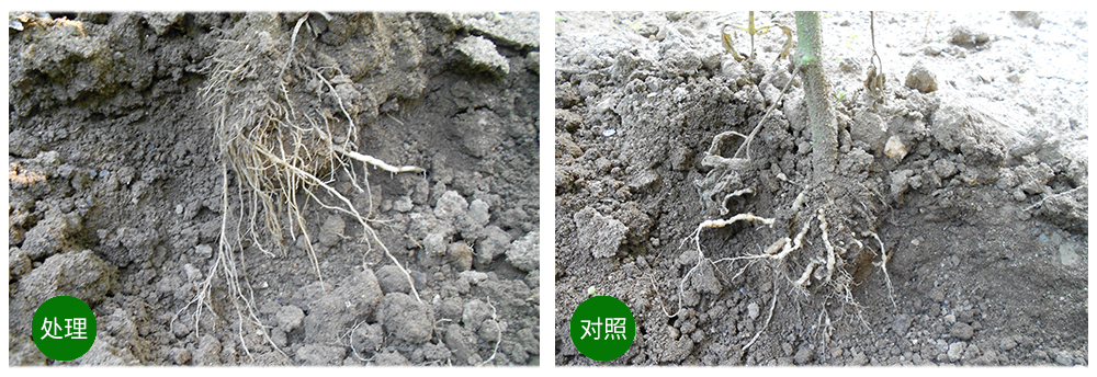 領(lǐng)先生物益根勁菌多糖解決黃瓜根結線(xiàn)蟲(chóng)問(wèn)題