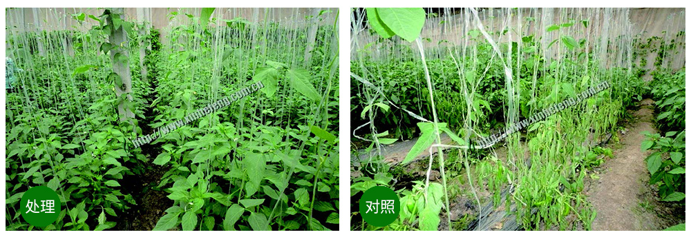領(lǐng)先生物創(chuàng  )新型生防菌劑熒保素應用案例