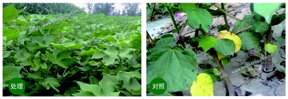領(lǐng)先生物創(chuàng  )新型生防菌劑熒保素應用案例