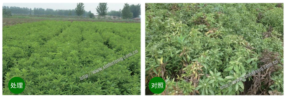 領(lǐng)先生物創(chuàng  )新型生防菌劑熒保素應用案例