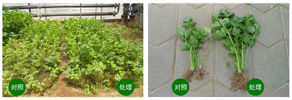 領(lǐng)先生物海葆素讓作物“吃”上深海新?tīng)I養